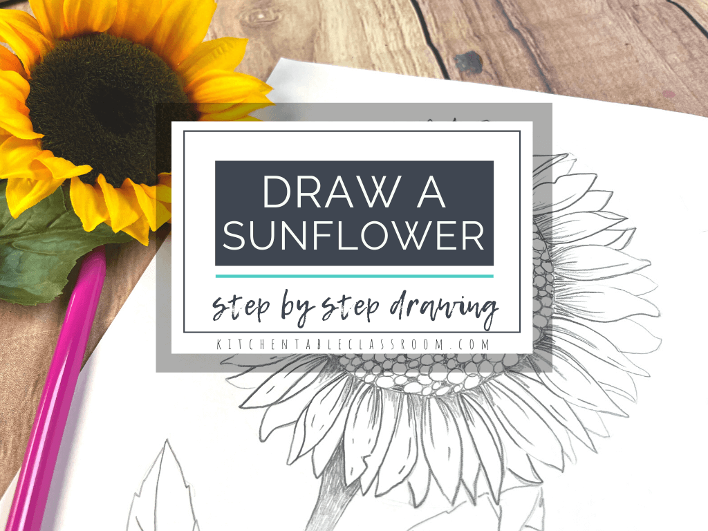 Pencil sunflower Drawing by Hae Kim - Pixels