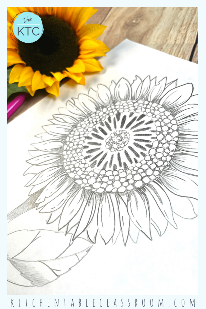 This easy sunflower drawing lesson is broken down into six easy steps!