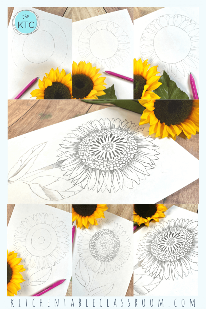 Six easy steps to learn how to draw a sunflower are an easy drawing lesson for elementary and middle school.